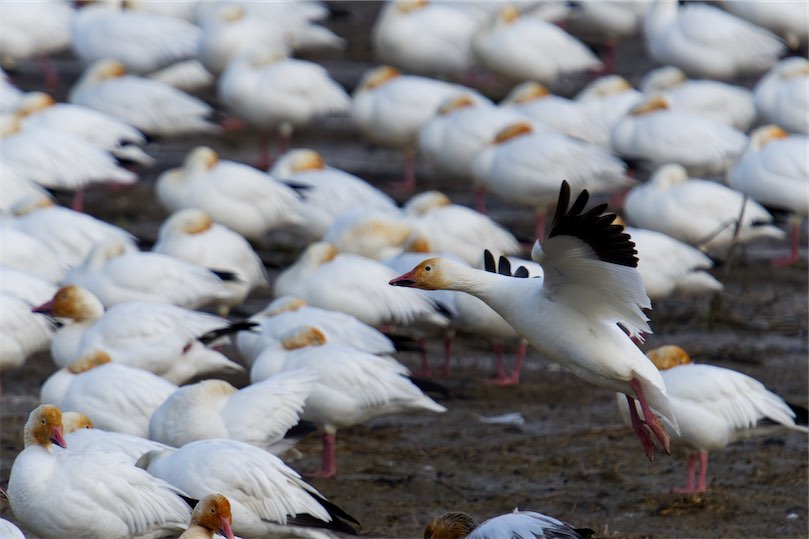 Snow Geese 4 0203